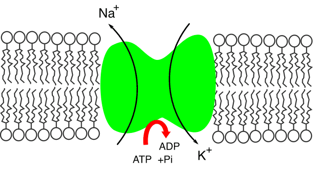 나트륨-칼륨(소듐-포타슘) 펌프를 이용한 이온의 흐름 (Wikipedia)